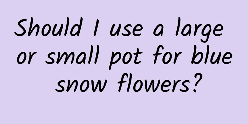 Should I use a large or small pot for blue snow flowers?