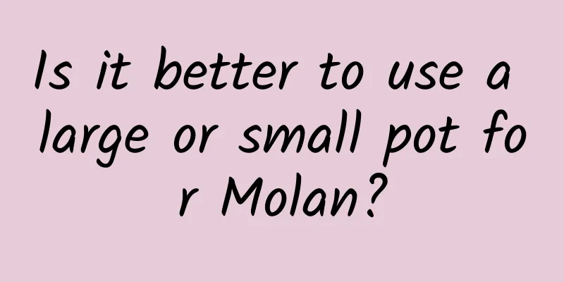 Is it better to use a large or small pot for Molan?
