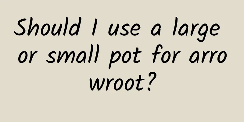 Should I use a large or small pot for arrowroot?
