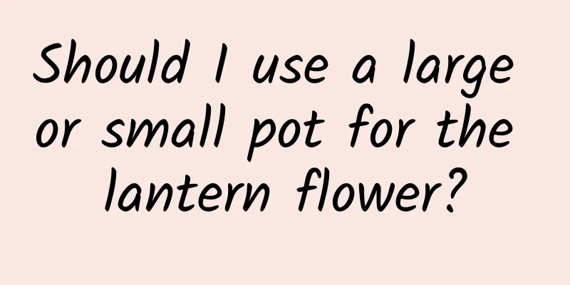 Should I use a large or small pot for the lantern flower?