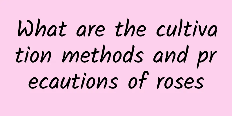 What are the cultivation methods and precautions of roses