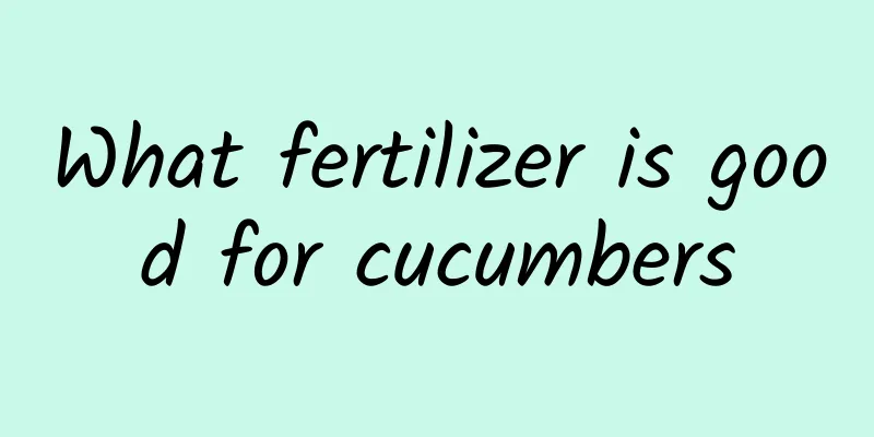 What fertilizer is good for cucumbers