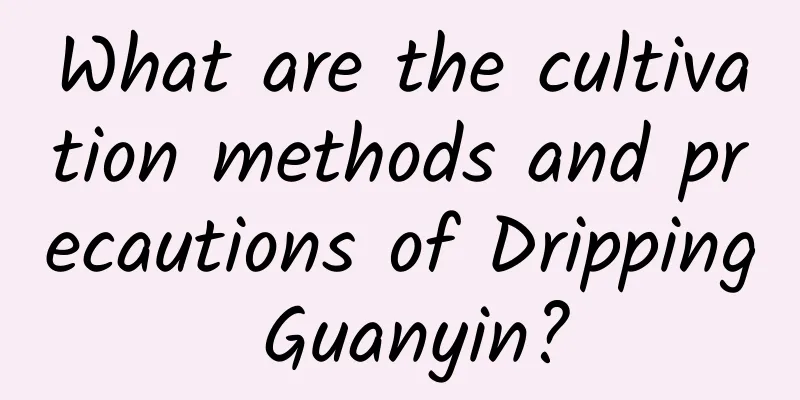 What are the cultivation methods and precautions of Dripping Guanyin?