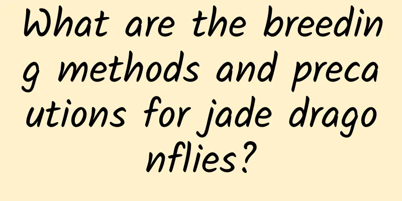 What are the breeding methods and precautions for jade dragonflies?