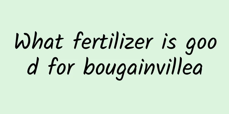 What fertilizer is good for bougainvillea