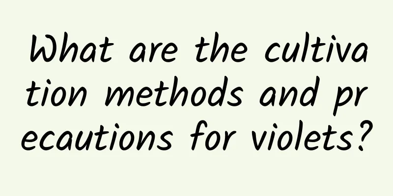 What are the cultivation methods and precautions for violets?