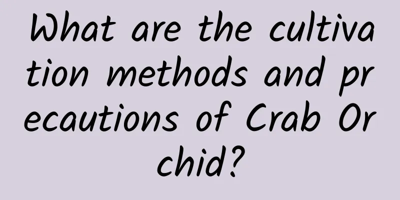 What are the cultivation methods and precautions of Crab Orchid?