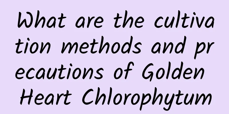 What are the cultivation methods and precautions of Golden Heart Chlorophytum