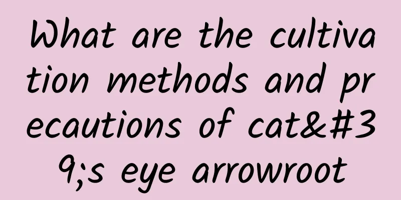 What are the cultivation methods and precautions of cat's eye arrowroot