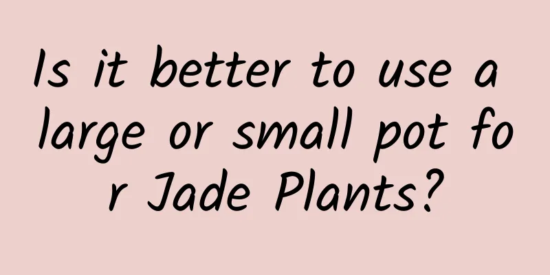Is it better to use a large or small pot for Jade Plants?