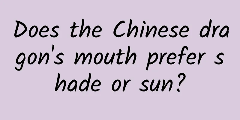 Does the Chinese dragon's mouth prefer shade or sun?