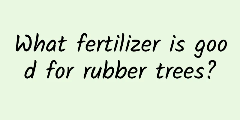 What fertilizer is good for rubber trees?