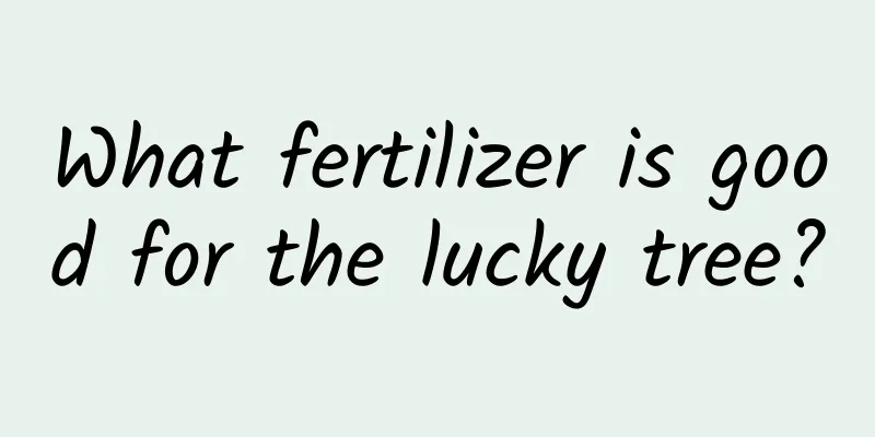 What fertilizer is good for the lucky tree?