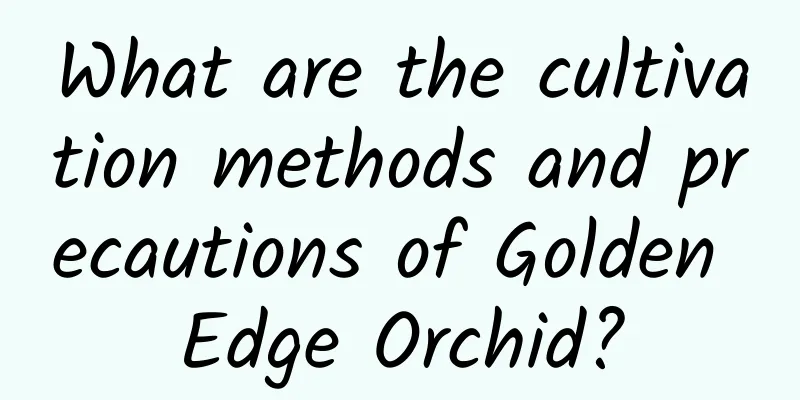 What are the cultivation methods and precautions of Golden Edge Orchid?