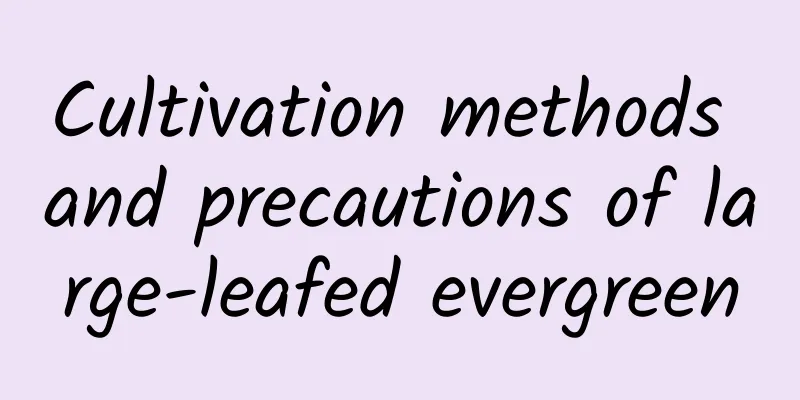 Cultivation methods and precautions of large-leafed evergreen