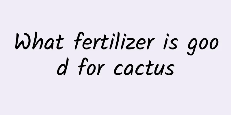 What fertilizer is good for cactus