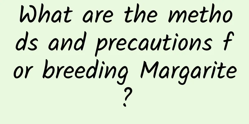 What are the methods and precautions for breeding Margarite?