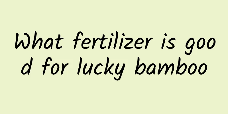 What fertilizer is good for lucky bamboo