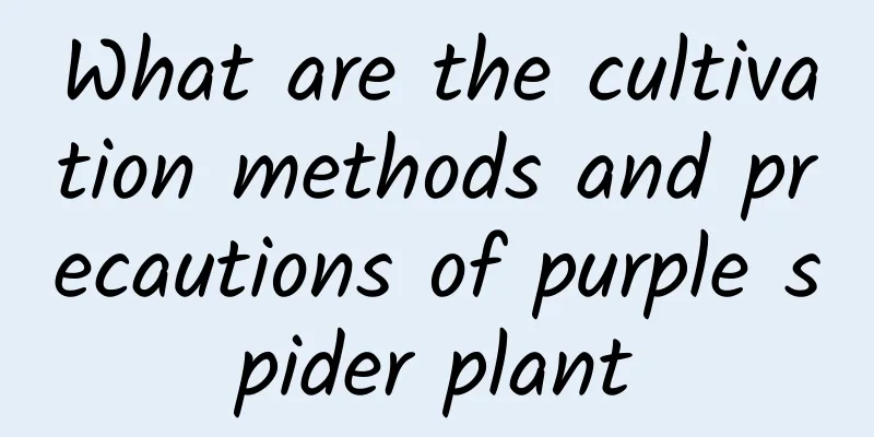 What are the cultivation methods and precautions of purple spider plant