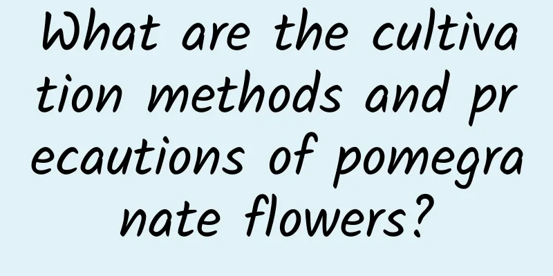 What are the cultivation methods and precautions of pomegranate flowers?