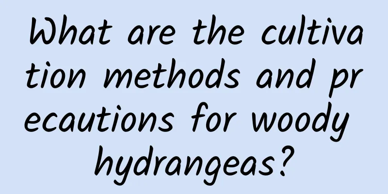What are the cultivation methods and precautions for woody hydrangeas?