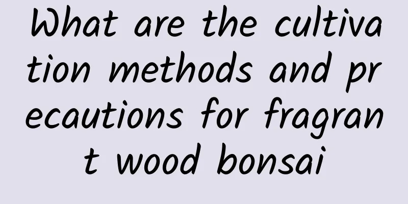 What are the cultivation methods and precautions for fragrant wood bonsai