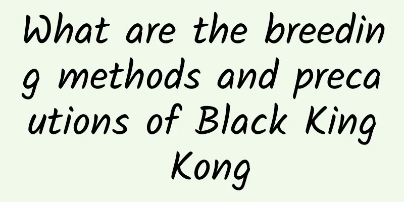 What are the breeding methods and precautions of Black King Kong