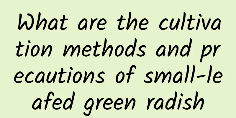 What are the cultivation methods and precautions of small-leafed green radish