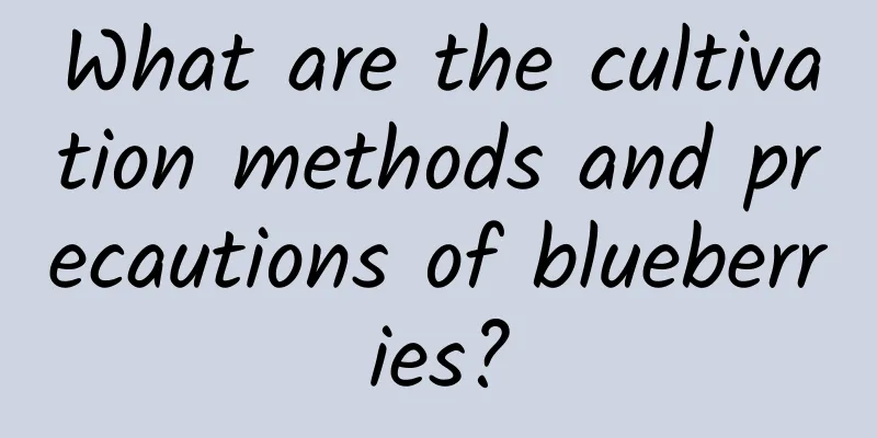 What are the cultivation methods and precautions of blueberries?