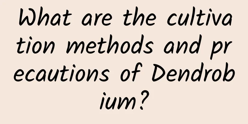 What are the cultivation methods and precautions of Dendrobium?