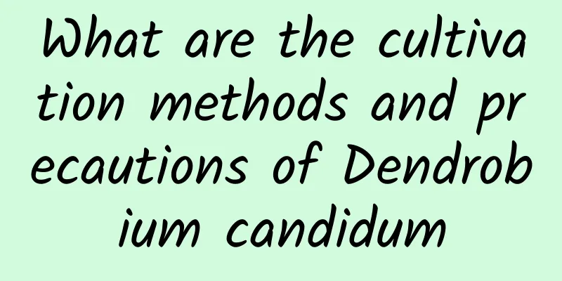 What are the cultivation methods and precautions of Dendrobium candidum
