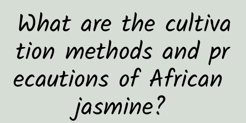 What are the cultivation methods and precautions of African jasmine?