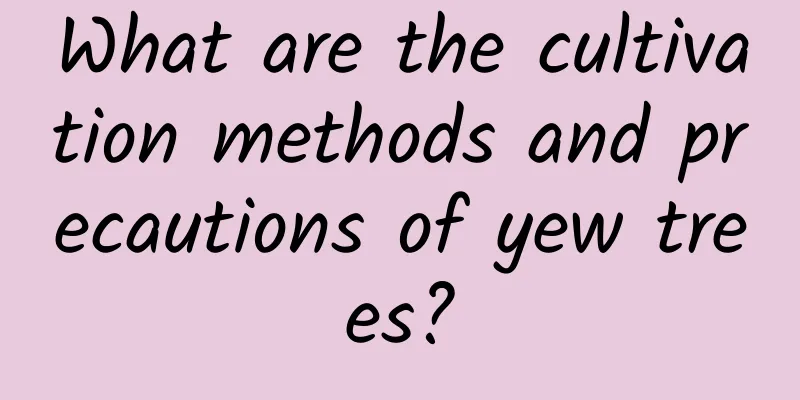 What are the cultivation methods and precautions of yew trees?