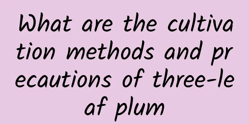 What are the cultivation methods and precautions of three-leaf plum