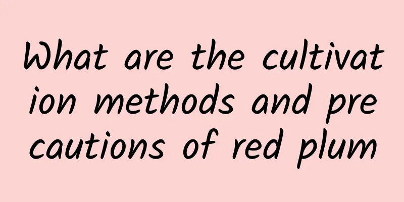 What are the cultivation methods and precautions of red plum