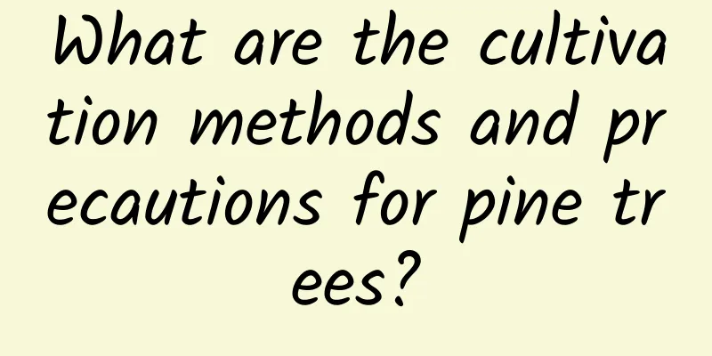 What are the cultivation methods and precautions for pine trees?