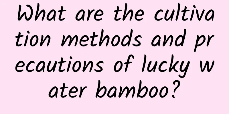 What are the cultivation methods and precautions of lucky water bamboo?