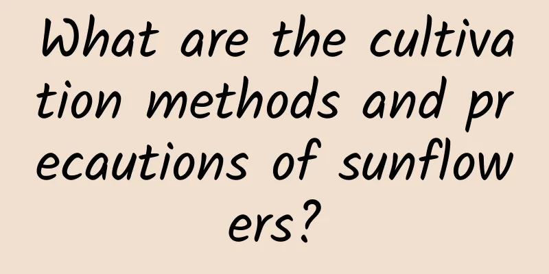 What are the cultivation methods and precautions of sunflowers?