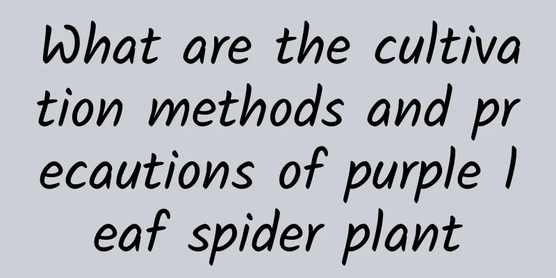 What are the cultivation methods and precautions of purple leaf spider plant