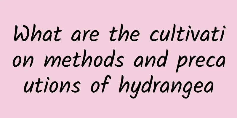 What are the cultivation methods and precautions of hydrangea