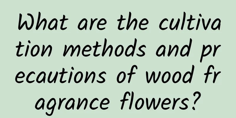 What are the cultivation methods and precautions of wood fragrance flowers?