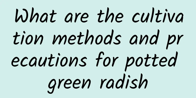 What are the cultivation methods and precautions for potted green radish