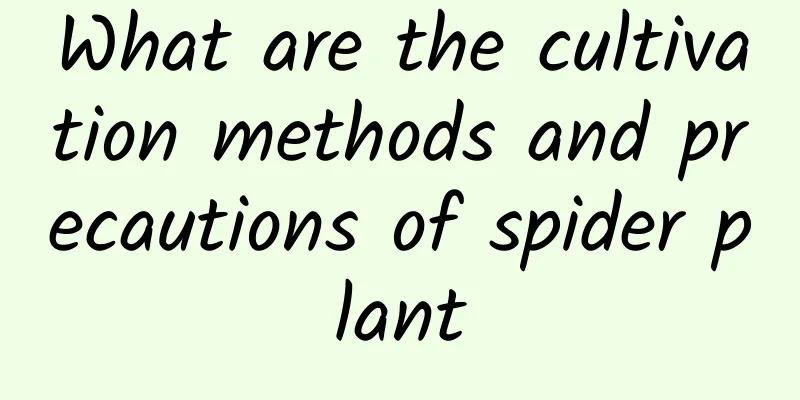 What are the cultivation methods and precautions of spider plant