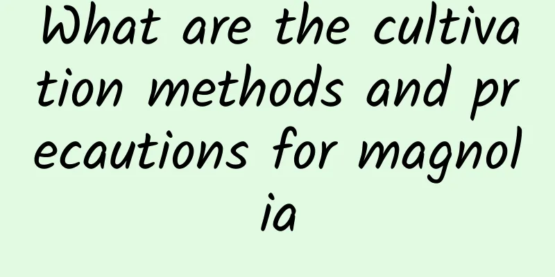 What are the cultivation methods and precautions for magnolia