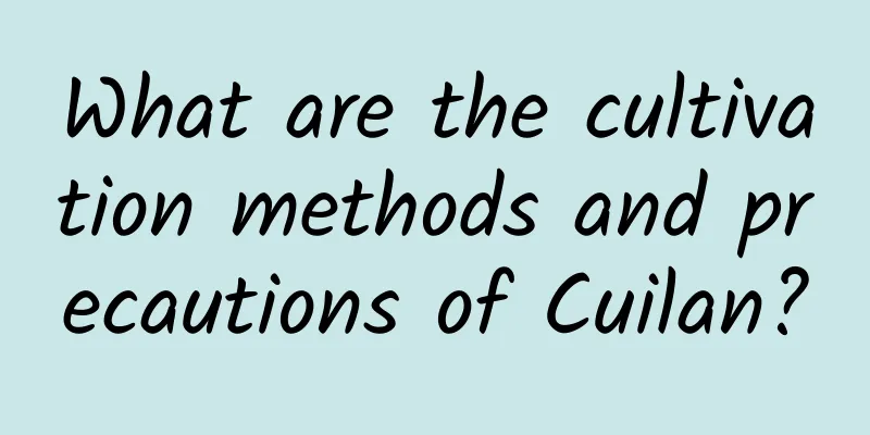 What are the cultivation methods and precautions of Cuilan?
