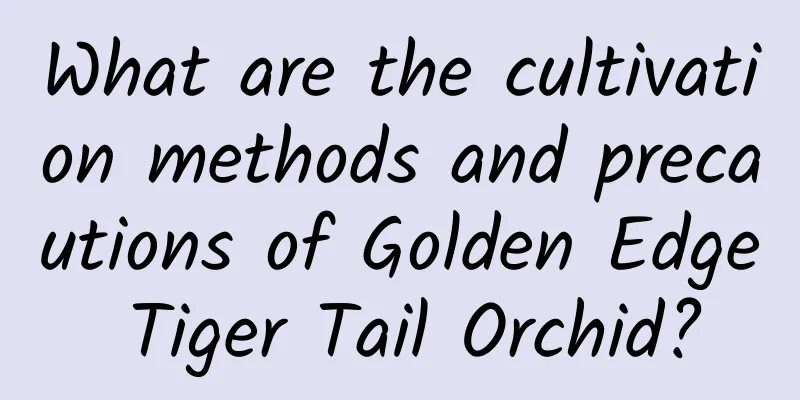What are the cultivation methods and precautions of Golden Edge Tiger Tail Orchid?