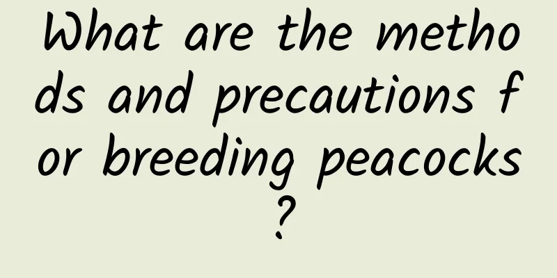 What are the methods and precautions for breeding peacocks?