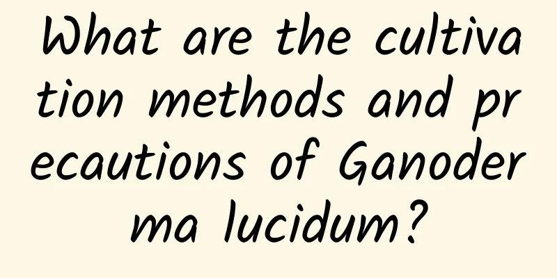 What are the cultivation methods and precautions of Ganoderma lucidum?