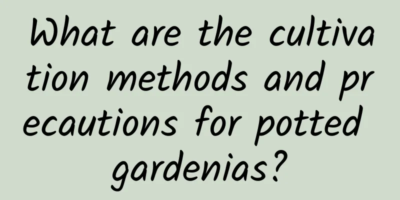 What are the cultivation methods and precautions for potted gardenias?