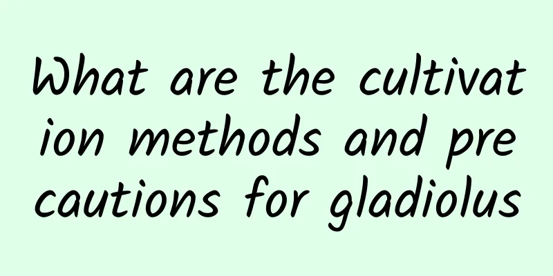 What are the cultivation methods and precautions for gladiolus